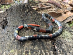 Atractus latifrons