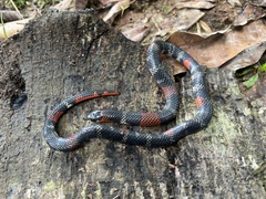Atractus latifrons