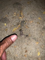 Eleutherodactylus pipilans