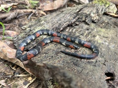 Atractus latifrons