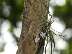 Sarcochilus hillii