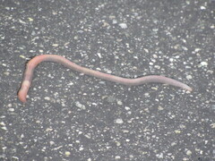 Lumbricus