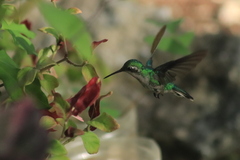 Cynanthus forficatus