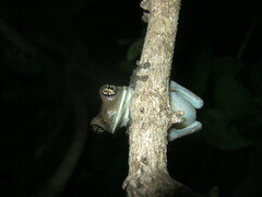 Trachycephalus typhonius