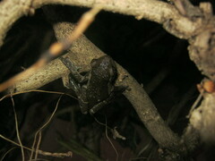 Trachycephalus typhonius