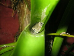 Trachycephalus typhonius