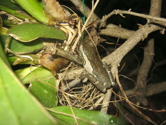 Trachycephalus typhonius
