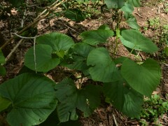 Cissus reniformis