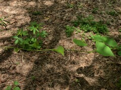 Cissus reniformis