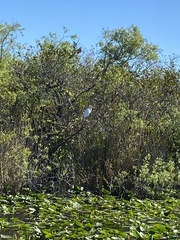 Ardea herodias occidentalis