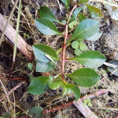 Ludwigia repens