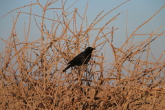 Onychognathus nabouroup