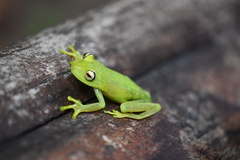 Boana cinerascens