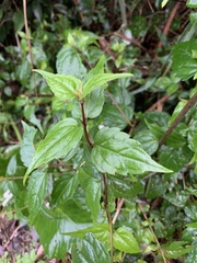 Eupatorium tashiroi