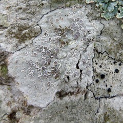 Lecanora subpallens
