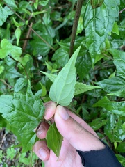 Eupatorium tashiroi