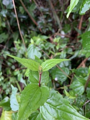 Eupatorium tashiroi