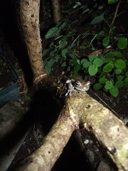Trachycephalus typhonius