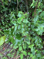Eupatorium tashiroi