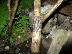 Trachycephalus typhonius