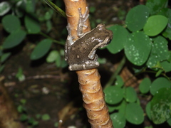 Trachycephalus typhonius