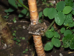 Trachycephalus typhonius