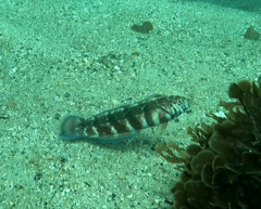 Eupetrichthys angustipes