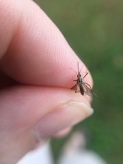 Aedes trivittatus