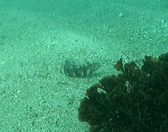 Eupetrichthys angustipes