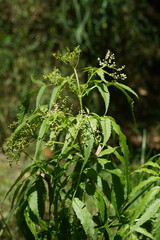 Sambucus gaudichaudiana
