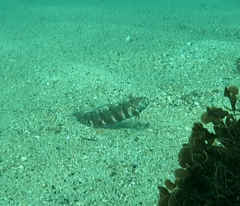 Eupetrichthys angustipes