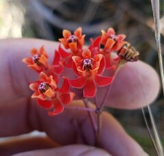 Asclepias lanceolata