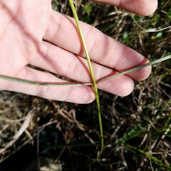 Asclepias lanceolata
