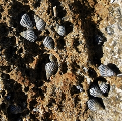 Echinolittorina ziczac