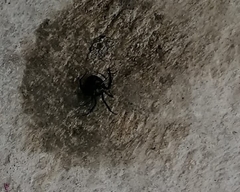 Latrodectus mactans