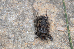 Ryssonotus nebulosus
