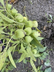 Physalis