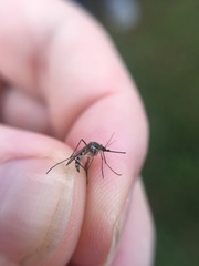 Aedes trivittatus