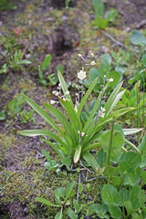 Anticlea elegans elegans