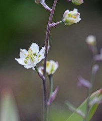 Anticlea elegans elegans