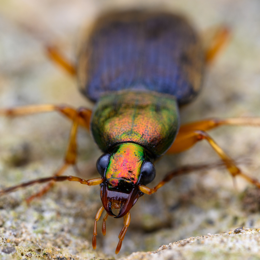 Chlaeniellus