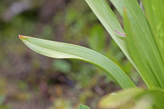 Anticlea elegans elegans