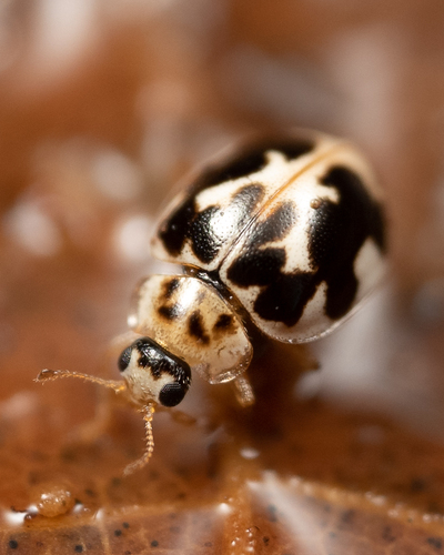 Twenty-spotted Lady Beetle photographed in Oregon