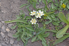 Anticlea elegans elegans