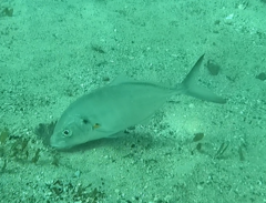 Pseudocaranx georgianus