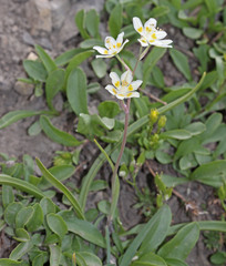 Anticlea elegans elegans