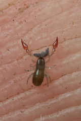 Chthoniidae