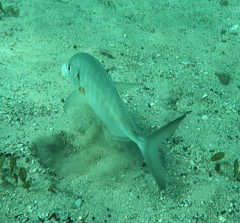 Pseudocaranx georgianus