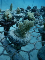 Acropora
