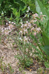 Ipomopsis aggregata weberi